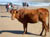 cow on beach